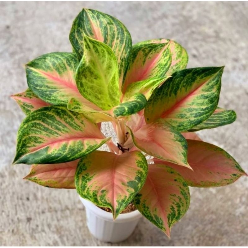 ( BISA COD ) Aglonema Big Mama Merah Mutasi Tanaman Hias Aglonema Aglaonema Big Mama Merah Mutasi Me