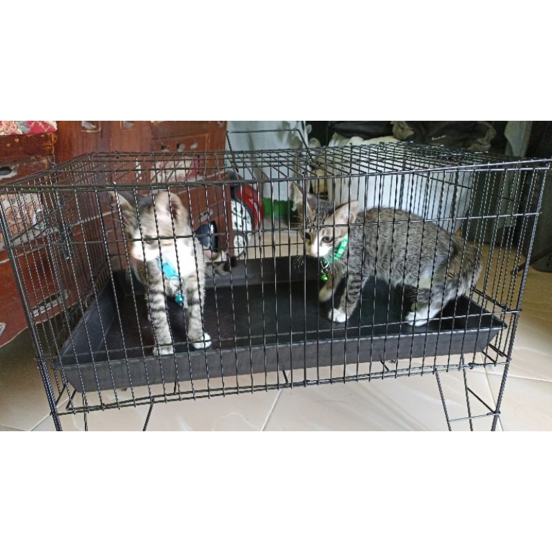 alm. kucing domestik