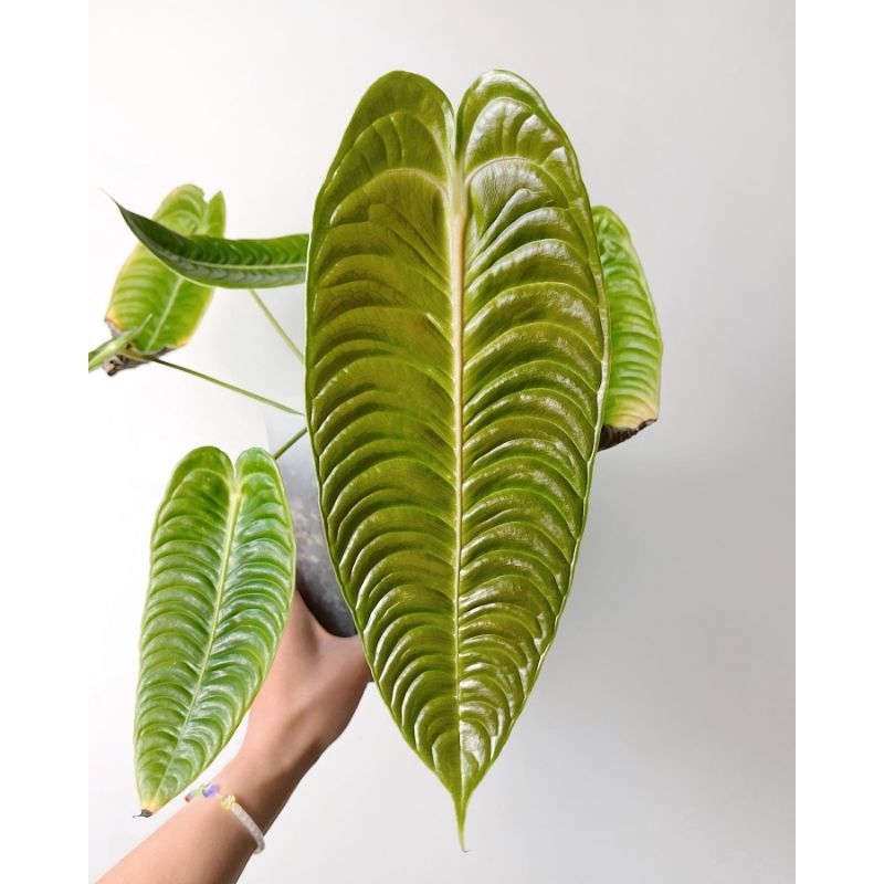 Anthurium veitchii / anthurium veitchii narrow