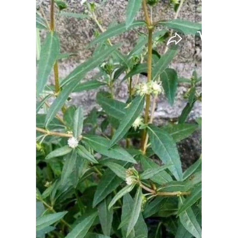 

daun orang aring 250 gr