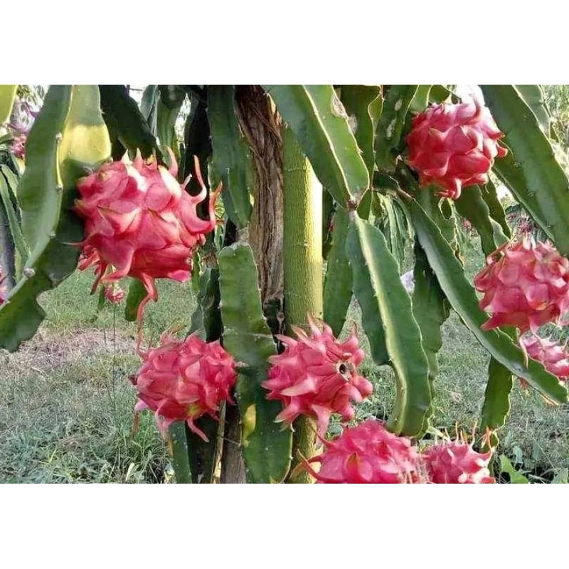 

buah naga (dragon fruit) per 1kg