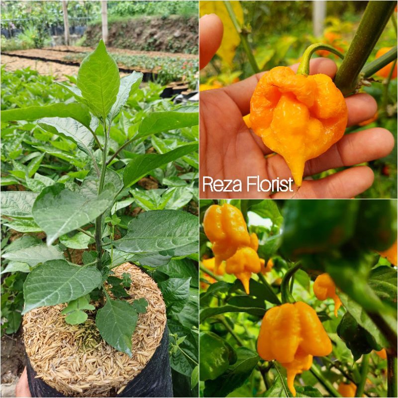 Bibit Tanaman Cabai Carolina Reaper Kuning / Yellow Carolina Reaper / Cabe / Lombok / Super Pedas