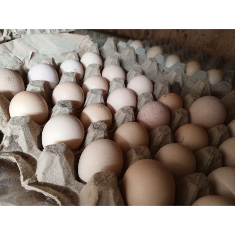 

Telur Fertil Ayam Kampung Unggulan - Ayam KUB 2 Janaka