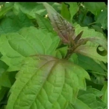 

250gr DAUN BALAKACIDA segar DAUN HERBAL DAUN KOPSADA