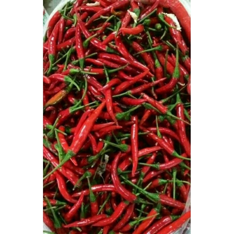 

cabe keriting merah 250gram bandung