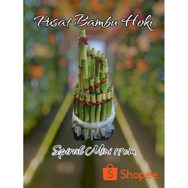 Bambu Hoki Spiral Mini