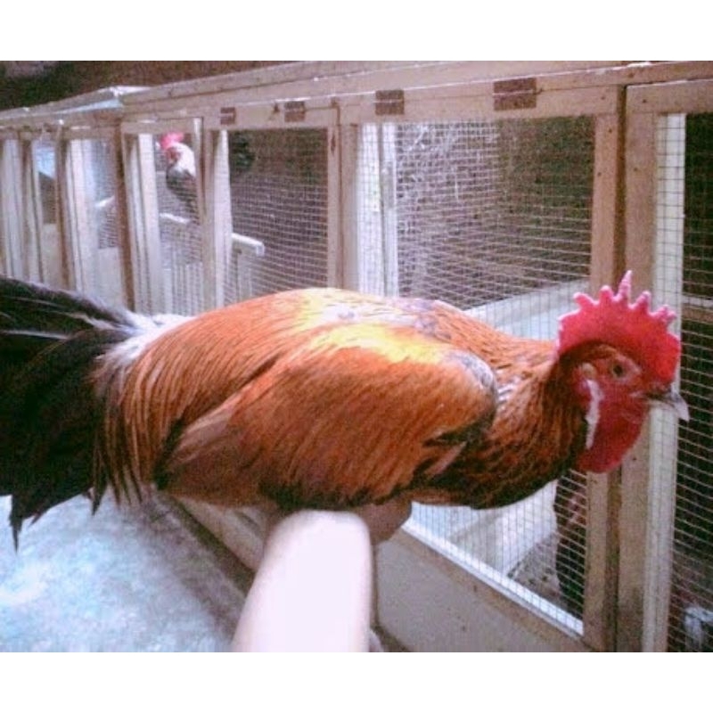 telor-dan-ayam-hias-bekisar