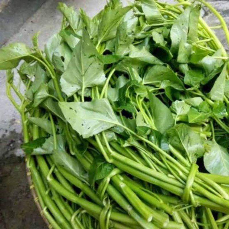 KANGKUNG SEGAR/SAYUR KANGKUNG FRESH/KANGKUNG AIR/KANGKUNG DARAT/SAYURAN