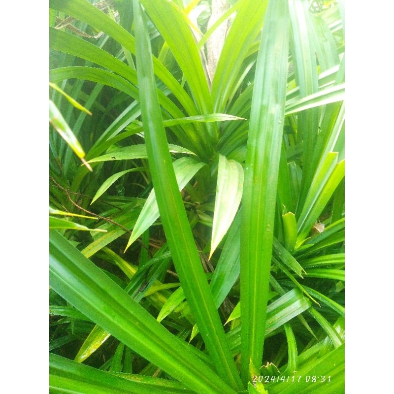 

Daun Pandan Segar