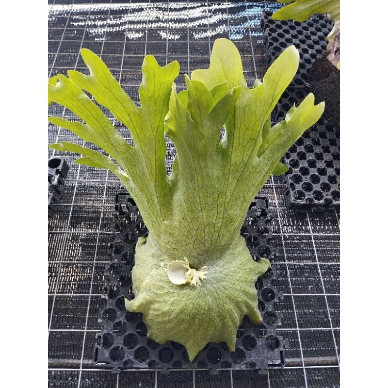 simbar/platycerium wandae rawatan