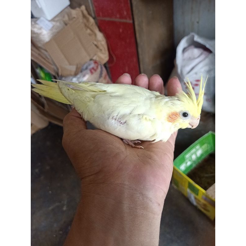 Lolohana Anakan Parkit Australia Falk Lutino Mata Hitam