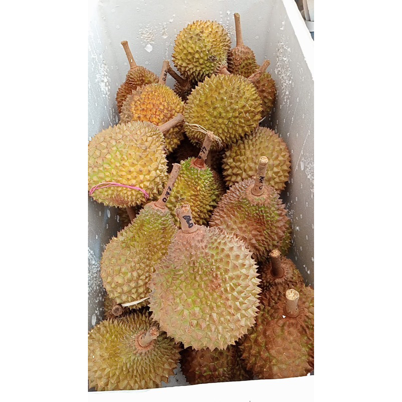 

DURIAN MUSANGKING MINION