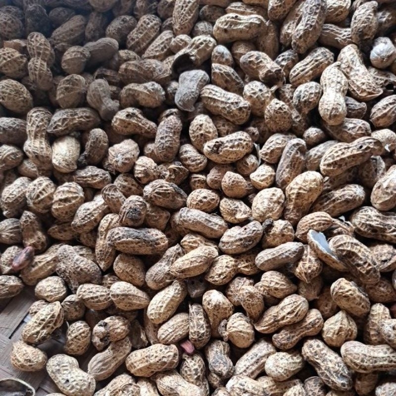 

kacang tanah