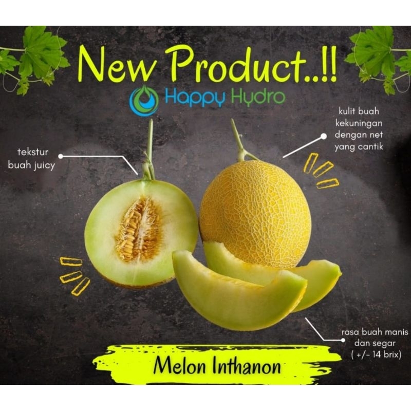 

Melon Inthanon / Melon Super Sweet