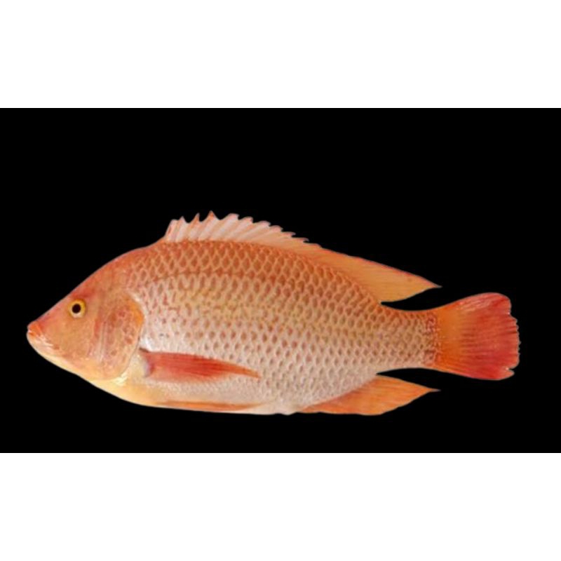 Indukan Ikan Nila Merah Bangkok Hitam Super 4 Jari Siap Pijah