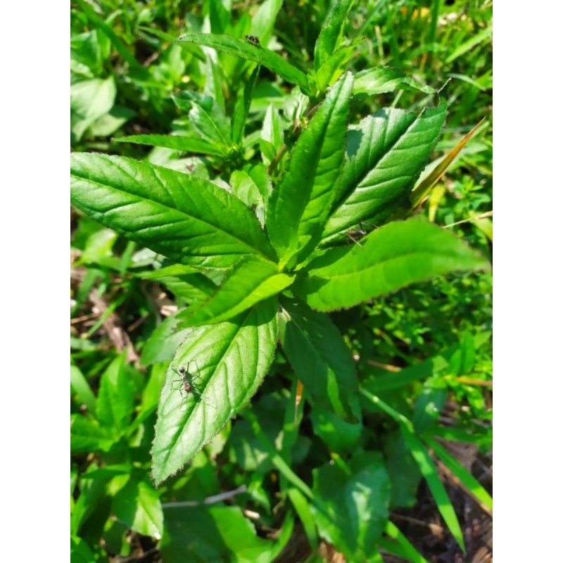

Daun jotang segar lalapan sehat 250 gram