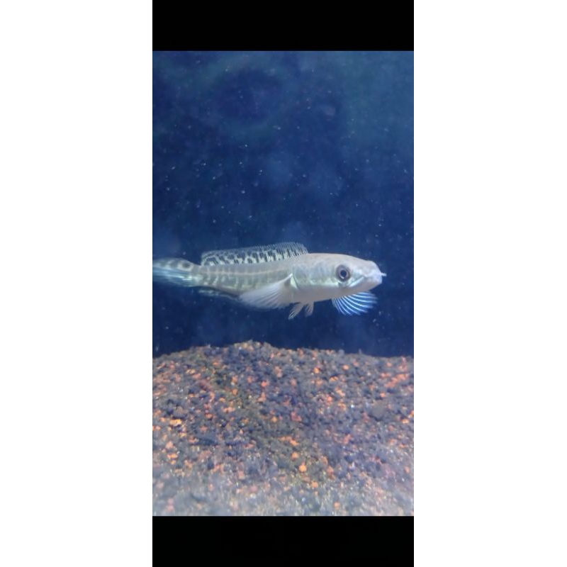 Single Tank Channa Maru Ys Batik size 9cm