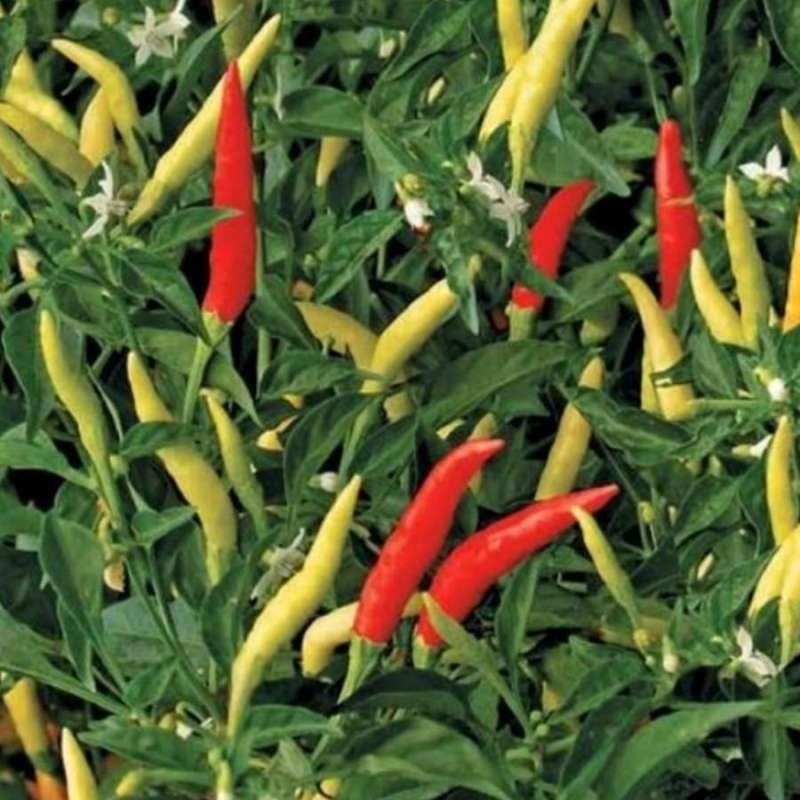 BIBIT CABE RAWIT PUTIH