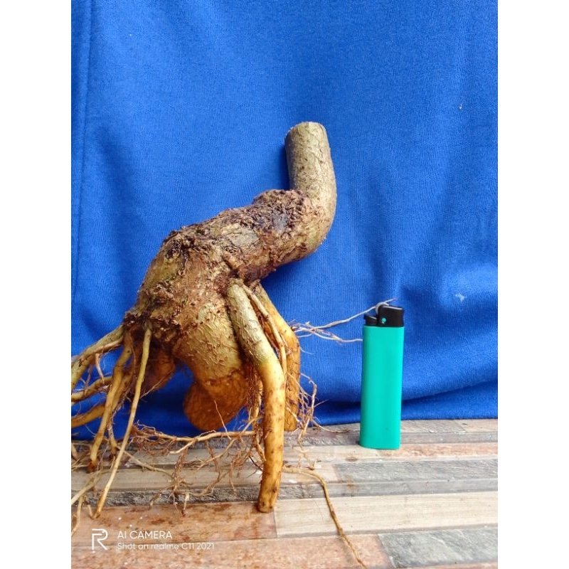 bahan bonsai waru lokal warlok berkarakter