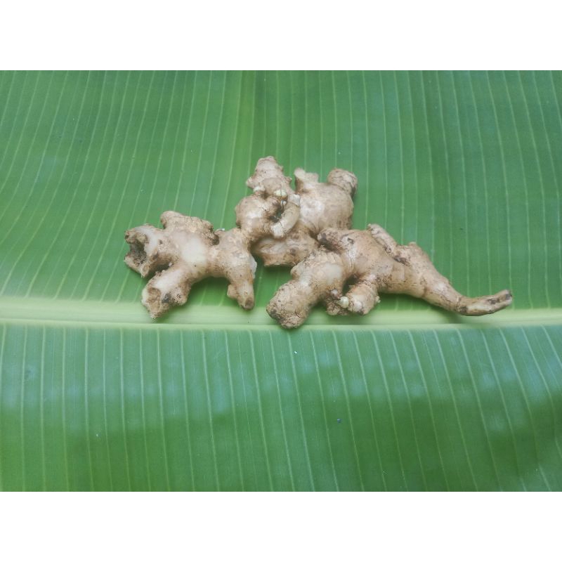 

Jahe Segar / Jahe Bumbu Dapur - Sayuran & Bumbu Segar ( @ 250gram )