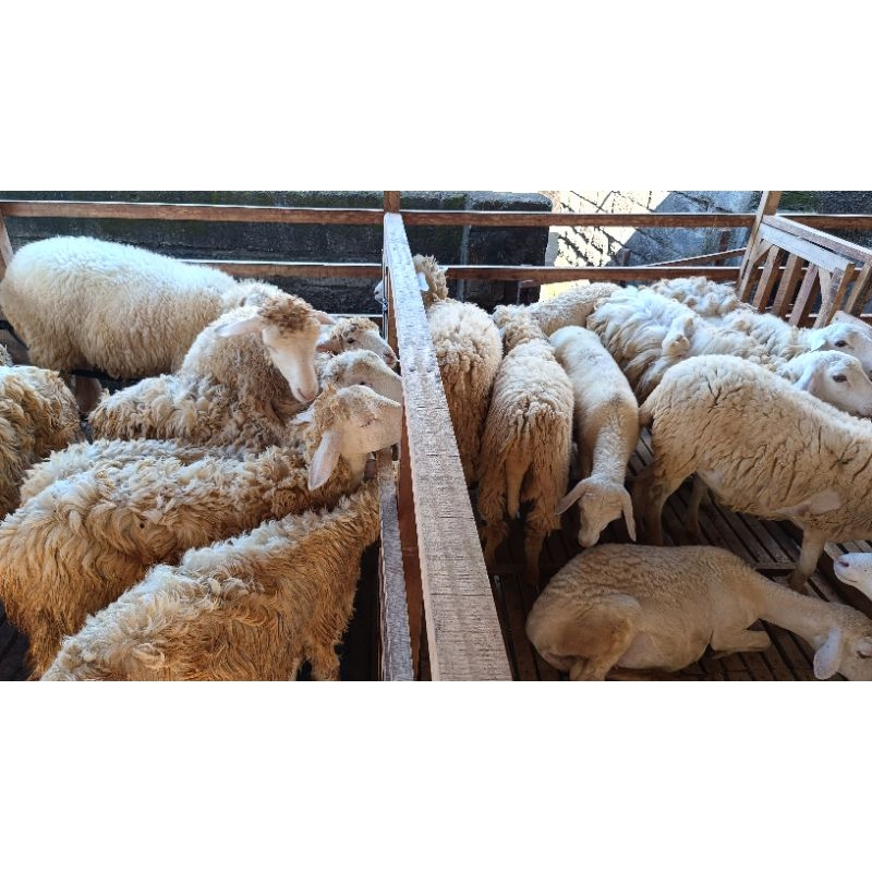 Domba dara Bibit Domba Hidup