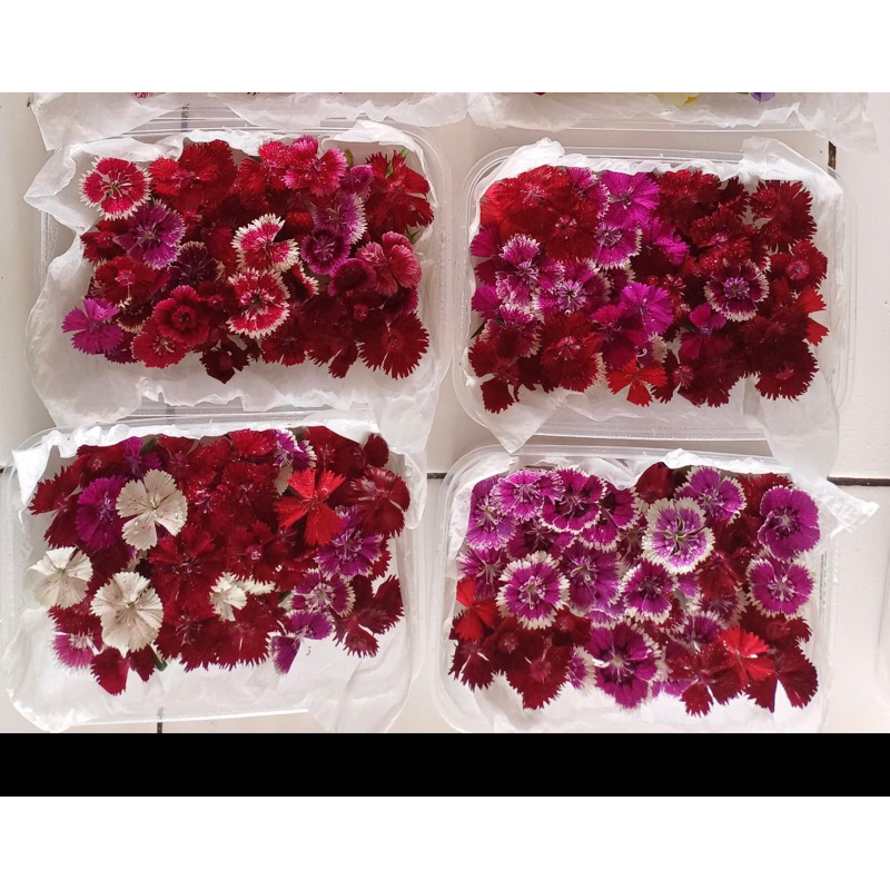 

Paket Dianthus Mix Colors