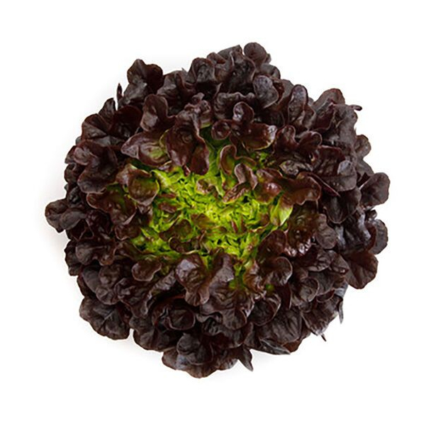 

SALANOVA RED OAKLEAF SAYUR SEHAT 10 PACK