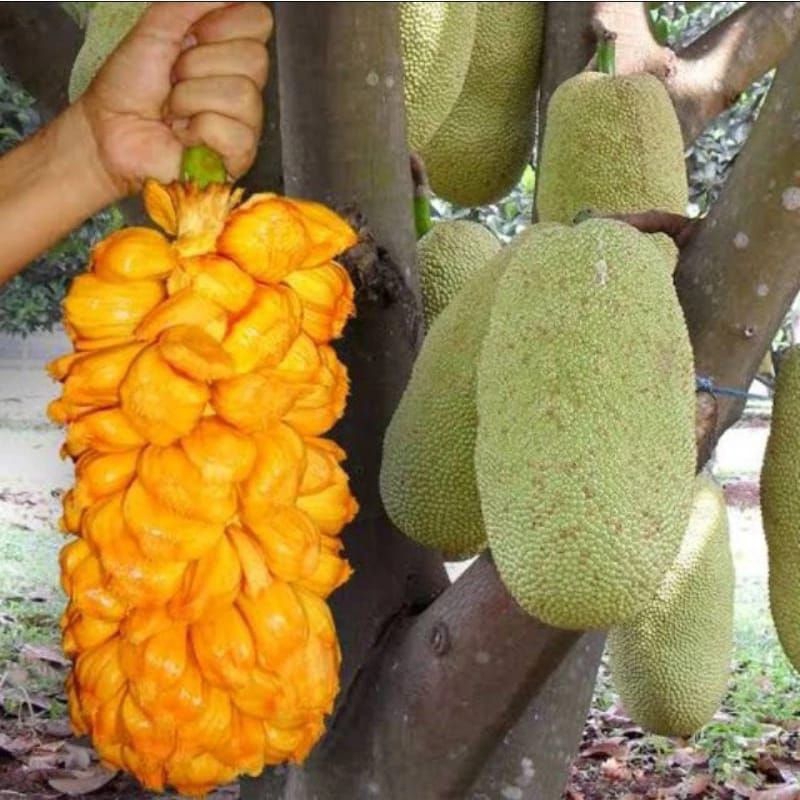 bibit cempedak king Malaysia cempedak madu cempedak murah