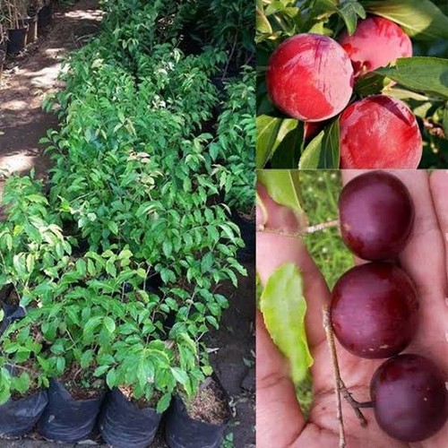 BIBIT TANAMAN BUAH BERKUALITAS BIBIT BUAH PLUM CEPAT BERBUAH