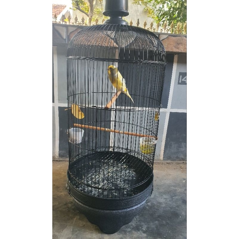 kenari yorkshire indonesia