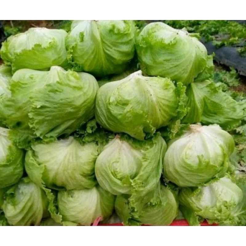 

SAYUR LETTUCE HEAD LETTUCE SEGAR LANGSUNG DARI KEBUNNYA