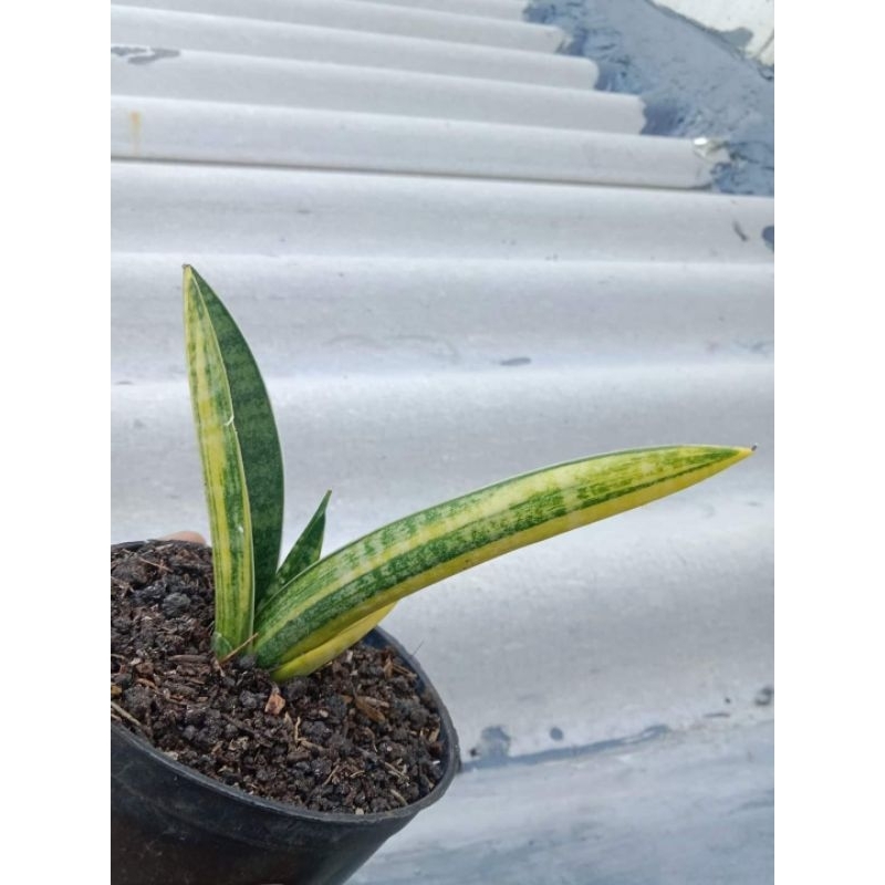 Sansevieria Marsha Anjani Variegata