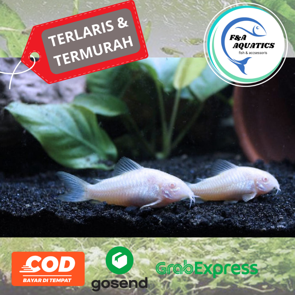 Ikan Hias Aquarium Corydoras Albino Catfish - Ikan Hias Aquascape Corydoras Pemakan Lumut Aquarium -