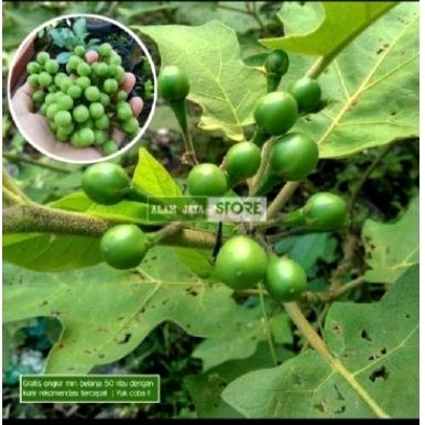 

Buah takokak sgar takokak herbal takokak 4oo gr