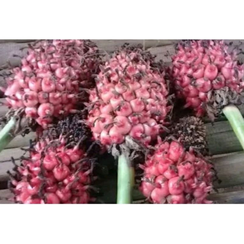 

Buah honje segar organik murah 500 gram
