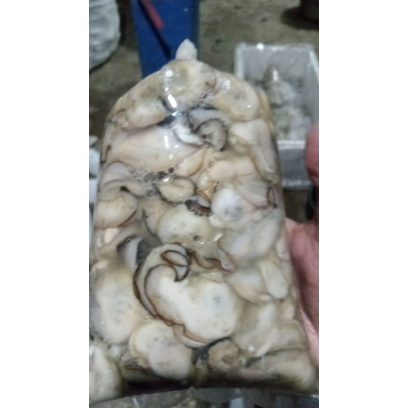 

oyster kupas/tiram kupas