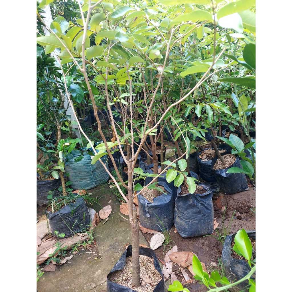 bibit kelengkeng matalada batang besar