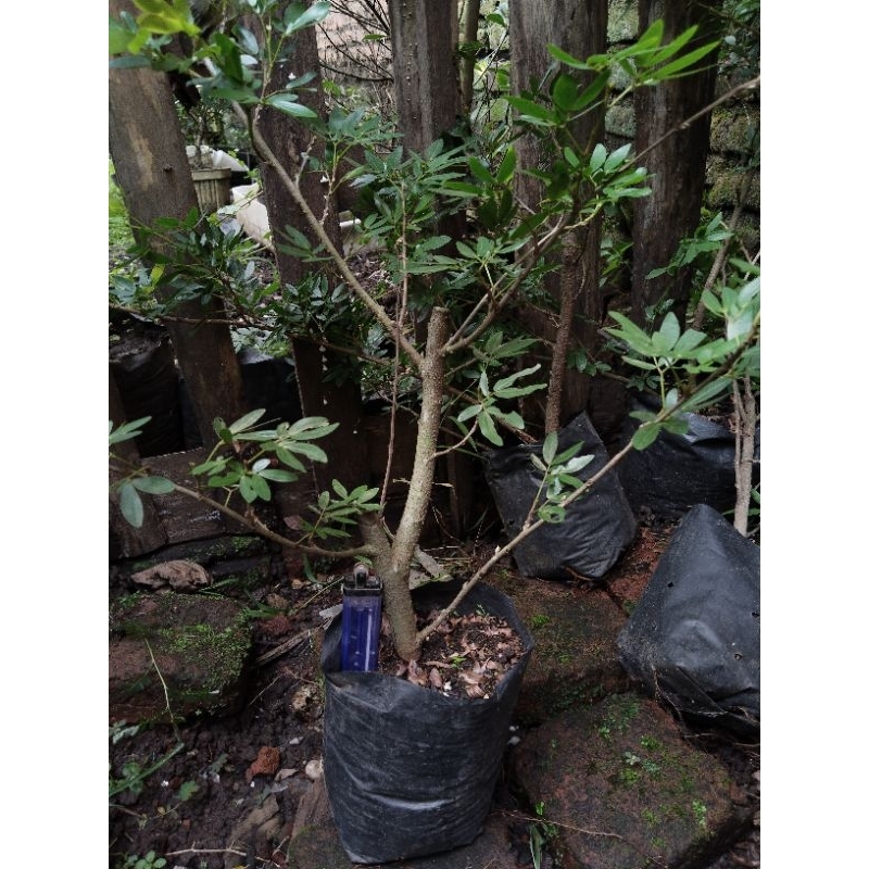 bahan bonsai kaliandra bunga pink