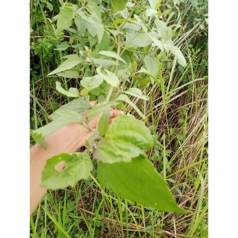 

Daun Krinyuh segar langsung petik dari kebon dan hutan