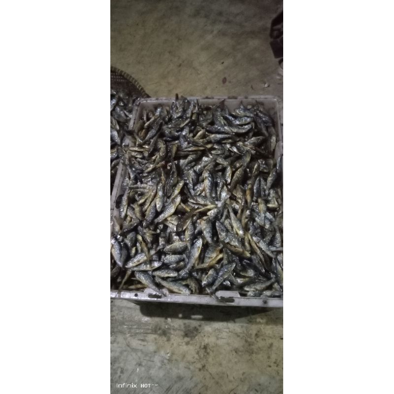 

IKAN BILIH DANAU SUPER 5 KG