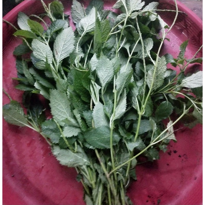 

Daun Pecut Kuda Segar atau Centella asiatica / Daun Jarong Segar
