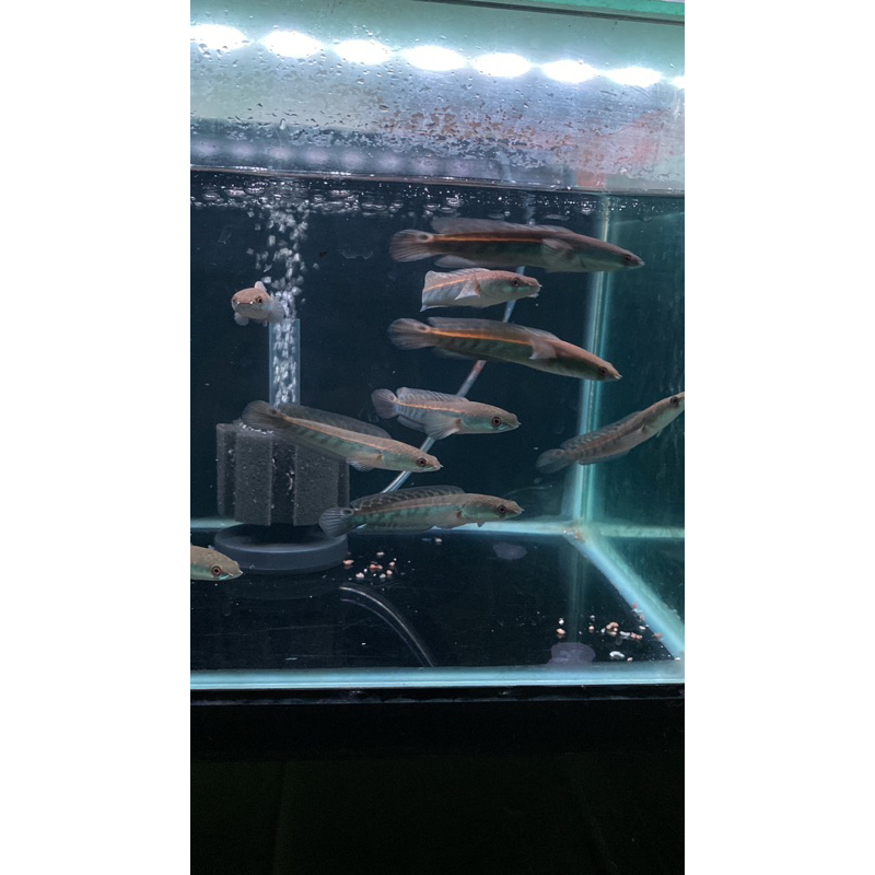 maru ys batik/yellow sentarum batik