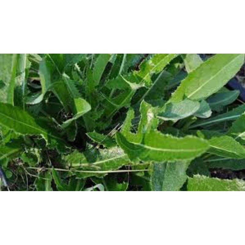 

daun tempuyung segar pres 500 grm