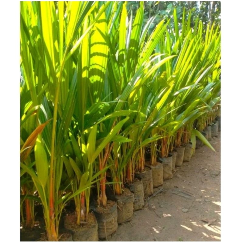 Tanaman Hias palem merah Tinggi 50cm Palem merah