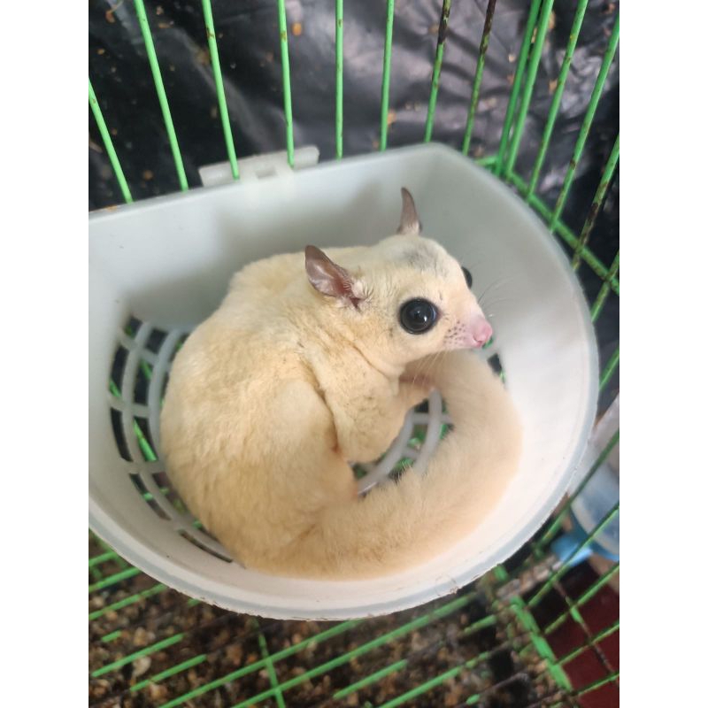 Sugar Glider White Moza Jantan