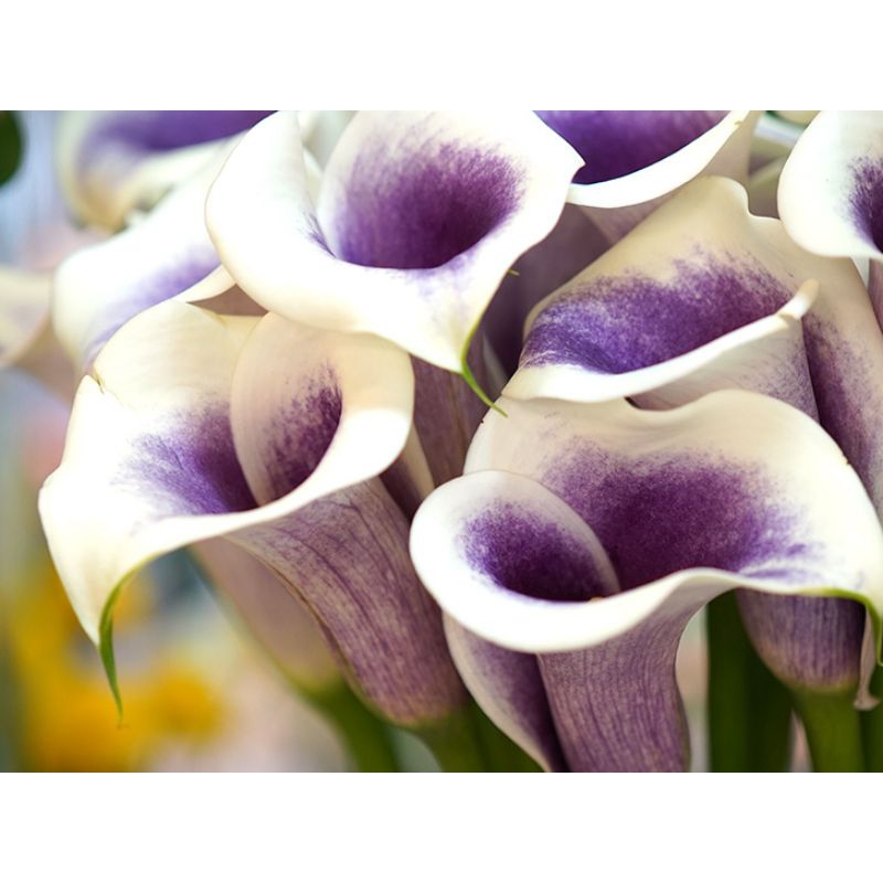 Umbi Calla Lily Airbrush (1 umbi)