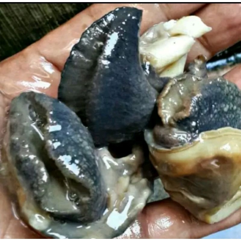 

aneka rica2 02 bekicot matang pedas manis , bekicot segar mentah 1kg