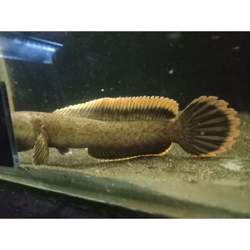 Channa limbata rim super tebal