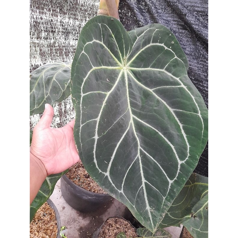 anturium kuping gajah