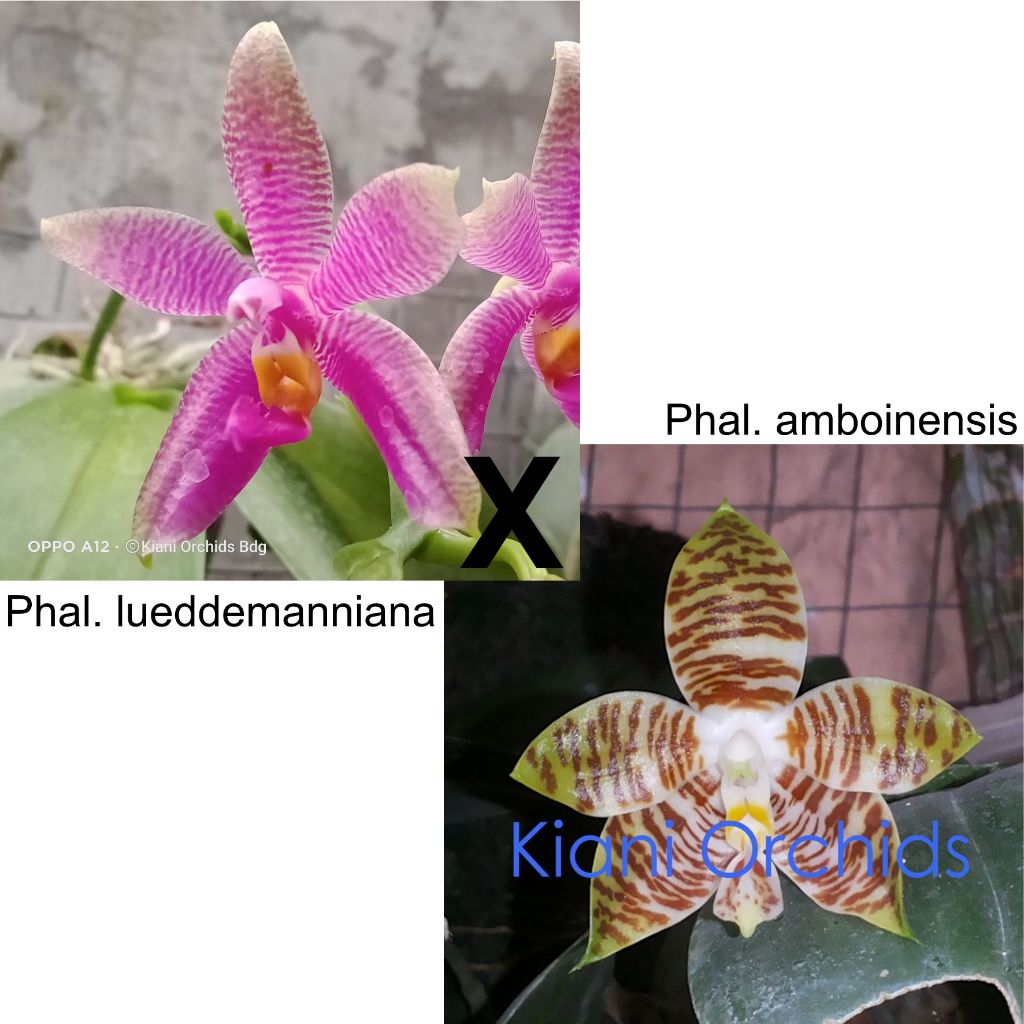 Anggrek Bulan Phalaenopsis amboinensis x Phalaenopsis lueddemanniana